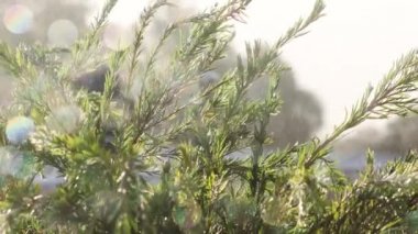 Avustralya yerlisi Callistemon şişe burcu ağacı ve arka bahçedeki yağmurun altındaki diğer bitkiler penceresinde yağmur damlaları olan sığ bir alan derinliğinde kapalı alandan çekiliyorlar.