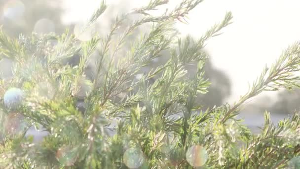 Native Australische Callistemon Fles Bursh Boom Andere Planten Onder Regen — Stockvideo