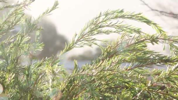 Australischer Callistemon Flaschenburschebaum Und Andere Pflanzen Unter Dem Regen Hinterhof — Stockvideo