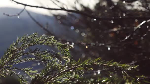 Native Australian Callistemon Bottlebursh Tree Other Plants Rain Backyard Shot — ストック動画