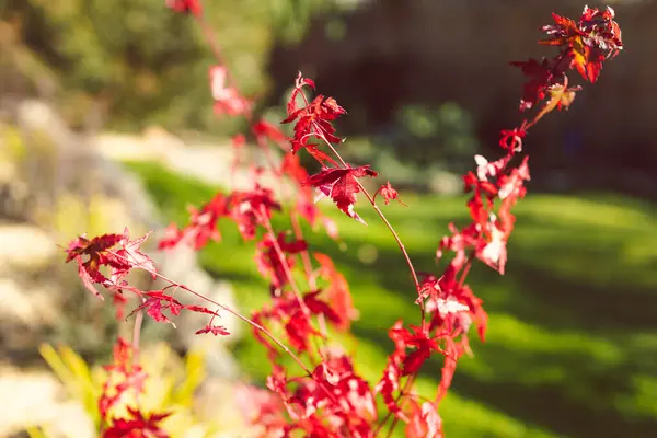 Zblízka Červená Japonská Javor Rostlina Venkovní Slunném Dvorku Zářící Slunečním — Stock fotografie