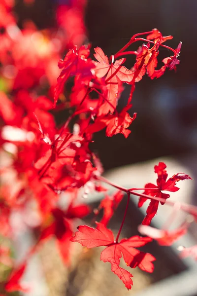 close-up of red Japanese maple plant outdoor in sunny backyard shining in the sunshine shot at shallow depth of field