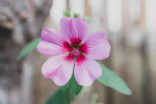 Närbild Rosa Hibiskus Växt Utomhus Solig Bakgård Skjuten Grunt Skärpedjup — Stockfoto