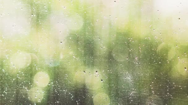 Esőcseppek Ablakon Hátsó Udvaron Bokeh Zöld Fák Mozognak Szélben Lövés — Stock videók