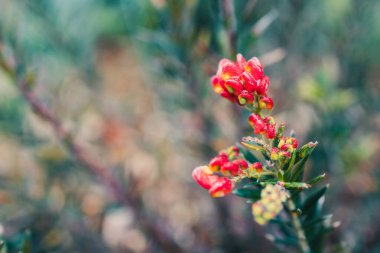 Güneşli arka bahçede kırmızı ve sarı çiçekli yerli grevillea kestane fişeği sığ bir tarlada çekiliyor.