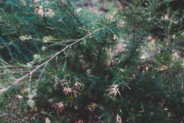 Yerli Avustralya yeşili semperfloren bitkisi. Açık havada sarı ve pembe çiçekler var. Güneşli arka bahçede sığ bir tarlada çekiliyor.