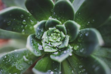 Echeveria Imbricata Mavi Gül Sulu Bitkisi 'nin yakın çekimi güneşli arka bahçede sığ bir tarlanın derinliğinde.