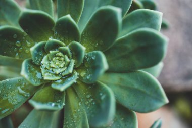 Echeveria Imbricata Mavi Gül Sulu Bitkisi 'nin yakın çekimi güneşli arka bahçede sığ bir tarlanın derinliğinde.