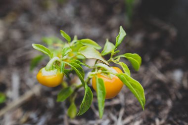 Mini çan biberi bitkisinin yakın çekimi açık havada güneşli bir sebze bahçesinde sığ bir alanda çekiliyor.