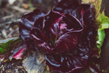 Açık hava radicchio bitkisine yakın çekim güneşli sebze bahçesinde sığ alan derinliğinde çekim