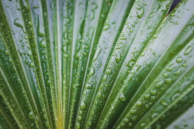 Avustralya 'daki tropikal bir yağmurdan sonra çekilen yeşil palmiye yapraklarının üzerine Çinli bir hayran palmiyesi damlası düşer.