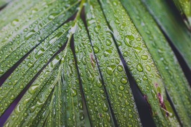 Avustralya 'daki tropikal bir yağmurdan sonra bangalov palmiye ağacına düşen yağmur damlalarıyla yakın plan yeşil palmiye yaprakları.