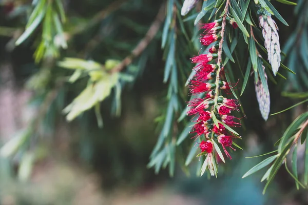 Ιθαγενή Αυστραλιανό Φυτό Callistemon Κόκκινο Λουλούδι Εξωτερική Στην Ηλιόλουστη Αυλή — Φωτογραφία Αρχείου