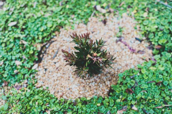 Minúscula Planta Callistemon Australiano Nativo Cercado Por Grama Cobertura Solo — Fotografia de Stock