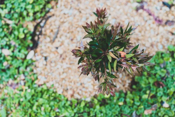 tiny native Australian callistemon plant surrounded by native ground cover grass  in sunny backyard shot at shallow depth of field