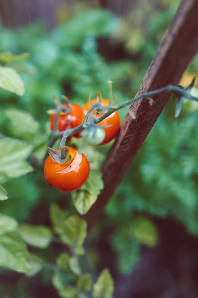 Närbild Körsbärstomat Växt Utomhus Med Frukter Vinstocken Solig Grönsaksträdgård Skott — Stockfoto