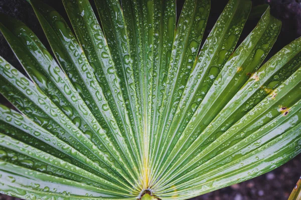 Крупным Планом Зеленых Пальмовых Листьев Капельками Дождя Пальмы Китайского Веера — стоковое фото
