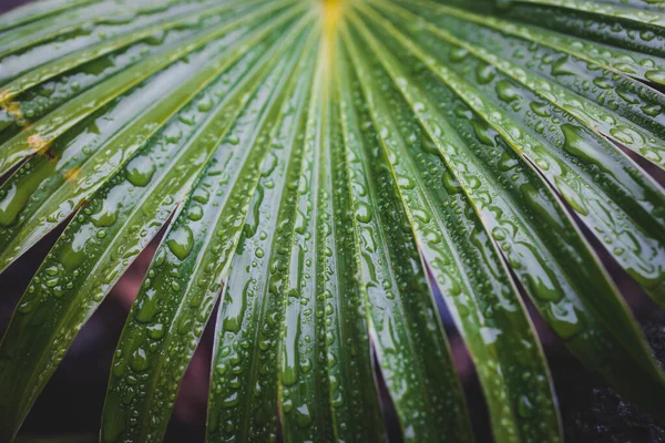 Крупным Планом Зеленых Пальмовых Листьев Капельками Дождя Пальмы Китайского Веера — стоковое фото