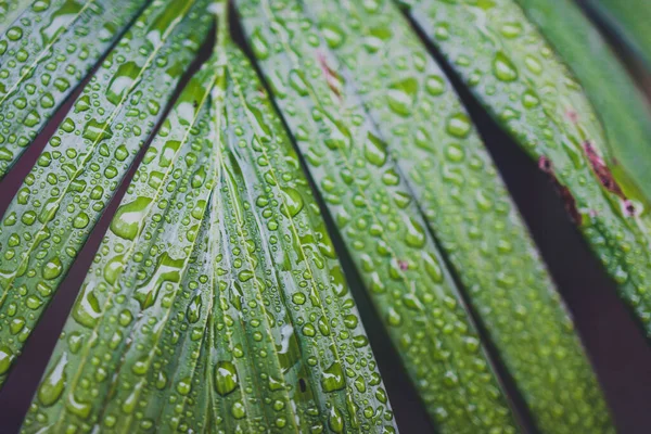 Крупным Планом Зеленых Пальмовых Листьев Капельками Дождя Пальме После Тропического — стоковое фото