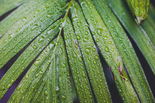 Крупным Планом Зеленых Пальмовых Листьев Капельками Дождя Пальме После Тропического — стоковое фото