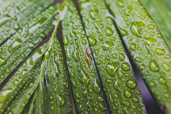 Зблизька Зеленого Пальмового Листя Дощовими Краплями Квітковому Пальмі Вирізаному Після — стокове фото