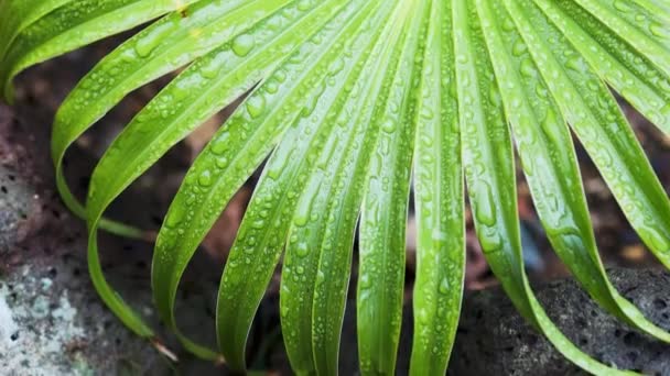 オーストラリアの熱帯雨林の後に撮影された中国のファンのヤシの木から雨滴と緑のヤシの葉のクローズアップ — ストック動画