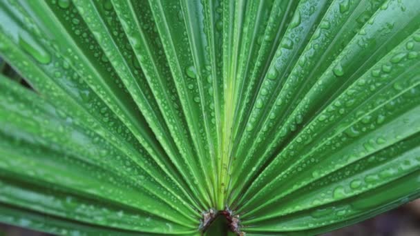 Close Van Groene Palmbladeren Met Regendruppels Van Een Chinese Waaier — Stockvideo