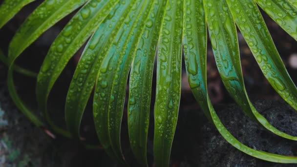 オーストラリアの熱帯雨林の後に撮影された中国のファンのヤシの木から雨滴と緑のヤシの葉のクローズアップ — ストック動画