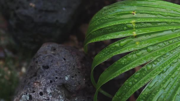 Avustralya Daki Tropikal Bir Yağmurdan Sonra Çekilen Yeşil Palmiye Yapraklarının — Stok video