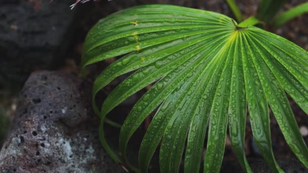 オーストラリアの熱帯雨林の後に撮影された中国のファンのヤシの木から雨滴と緑のヤシの葉のクローズアップ — ストック動画