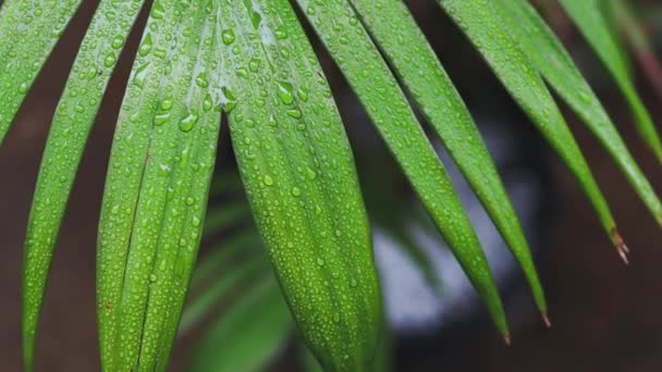 オーストラリアの熱帯雨林の後に撮影された壮大なヤシの木から雨が降る緑のヤシの葉のクローズアップ — ストック動画