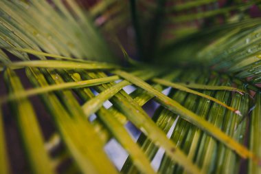 Majestic Palm Ravenea Rivularis yapraklarının yakın plan çekimleri güneşli arka bahçede sığ bir tarlada büyüyen yapraklar.