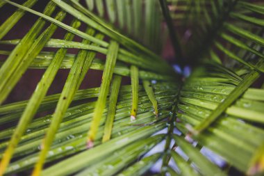 Majestic Palm Ravenea Rivularis yapraklarının yakın plan çekimleri güneşli arka bahçede sığ bir tarlada büyüyen yapraklar.