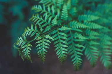 Yeşil eğreltiotu yapraklarına yakın çekim, karmaşık detaylar ve güneşli arka bahçedeki geometri sığ alan derinliği