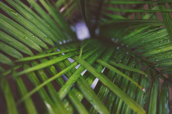 Γκρο Πλαν Των Φύλλων Majestic Palm Ravenea Rivularis Μεγαλώνουν Μεταξύ — Φωτογραφία Αρχείου