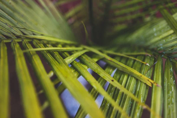 Majestic Palm Ravenea Rivularis yapraklarının yakın plan çekimleri güneşli arka bahçede sığ bir tarlada büyüyen yapraklar.