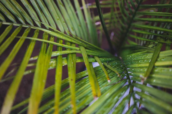 Majestic Palm Ravenea Rivularis Yapraklarının Yakın Plan Çekimleri Güneşli Arka — Stok fotoğraf