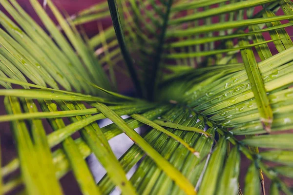 Majestic Palm Ravenea Rivularis Yapraklarının Yakın Plan Çekimleri Güneşli Arka — Stok fotoğraf