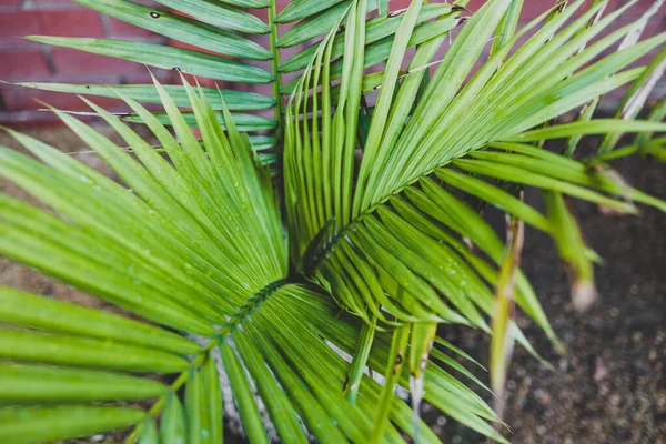 Крупным Планом Majestic Palm Ravenea Rivularis Листья Растущие Друг Друга — стоковое фото