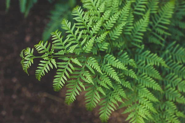 Yeşil Eğreltiotu Yapraklarına Yakın Çekim Karmaşık Detaylar Güneşli Arka Bahçedeki — Stok fotoğraf