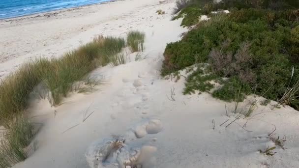 Breed Ongerept Strand Van Marion Bay Zuid Tasmanië Australië Met — Stockvideo