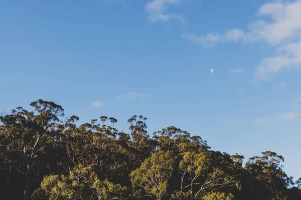 Коренной Австралийский Эвкальпт Дерево Куст Резинки Луной Несколько Пушистых Облаков — стоковое фото
