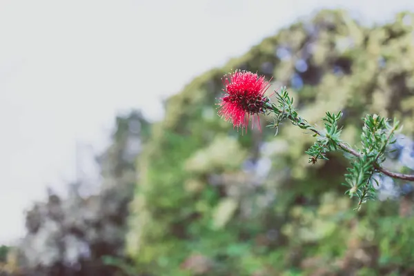 Natív Ausztrál Kunzea Növény Piros Virág Szabadban Napos Kertben Lövés — Stock Fotó