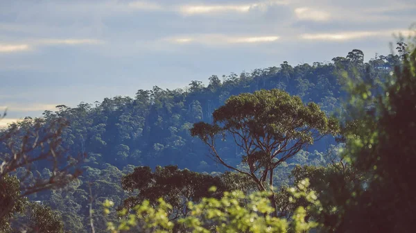 Nativní Australské Eukalyptové Žvýkačky Obklopené Hustou Vegetací Pěknými Mraky Obloze — Stock fotografie