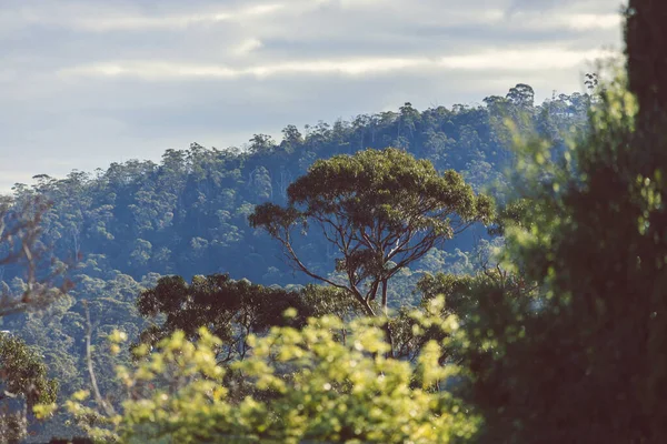 Eucalyptus Indigènes Australiens Gommiers Entourés Une Végétation Épaisse Avec Beaux — Photo