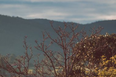 Tazmanya, Avustralya 'da uzak mesafede altın ışıklı sonbahar ağaçları ve dağlar.