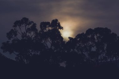 Güneş okaliptüs ağaçlarıyla dağların üzerinde batıyor siluetler ve Tazmanya, Avustralya 'da kışın çekilen bulutlu gökyüzü