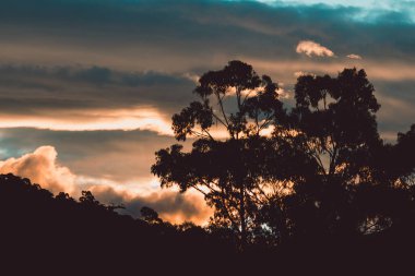 Dağların üzerinde pembe ve turuncu bulutlarla gün batımı gökyüzü ve Tazmanya, Avustralya 'da kışın çekilmiş okaliptüs sakız ağaçları.
