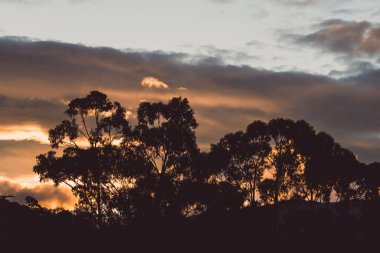 Dağların üzerinde pembe ve turuncu bulutlarla gün batımı gökyüzü ve Tazmanya, Avustralya 'da kışın çekilmiş okaliptüs sakız ağaçları.