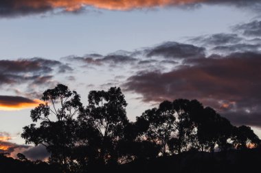 Dağların üzerinde pembe ve turuncu bulutlarla gün batımı gökyüzü ve Tazmanya, Avustralya 'da kışın çekilmiş okaliptüs sakız ağaçları.